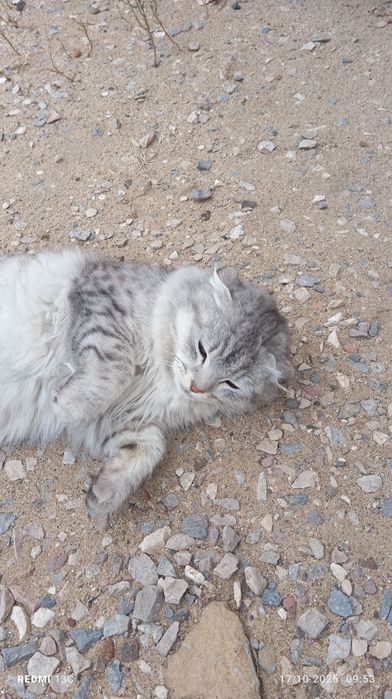 Кот Шотландкии веслоух