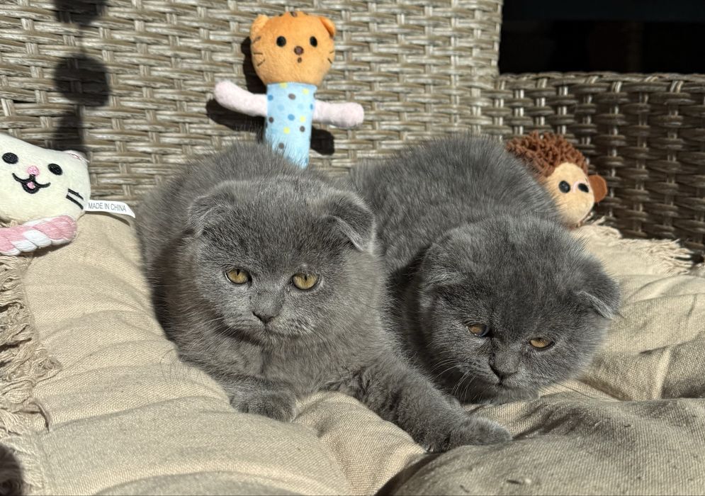 Британски  късокосмести клепоухи