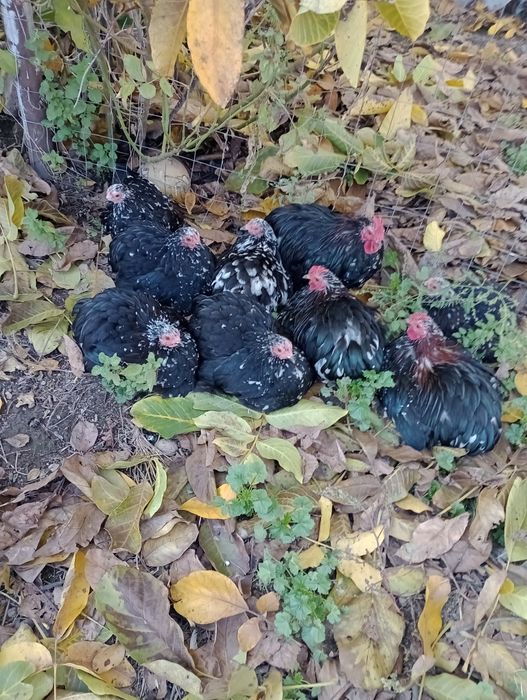 Cochinchina pitic 2025