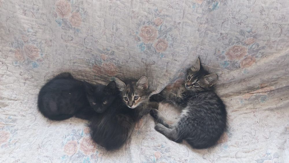 Котята, отдам в хорошие руки