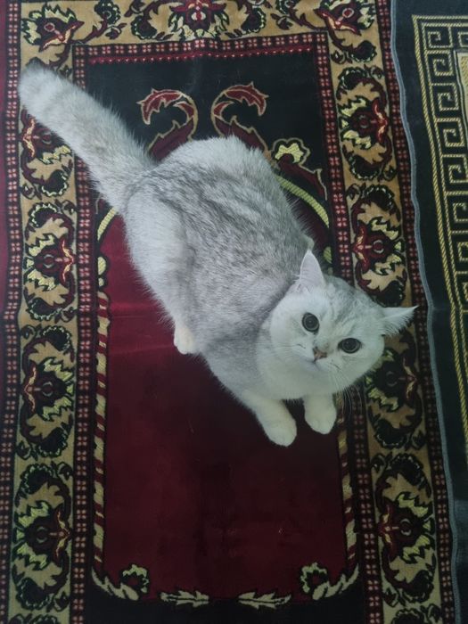 Шиншила еркак виязка