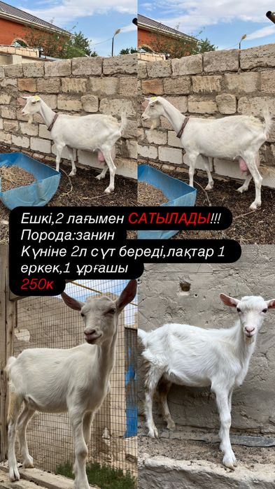 ЖАНАОЗЕН ЗАНИН ешкі 2 лағымен сатылады