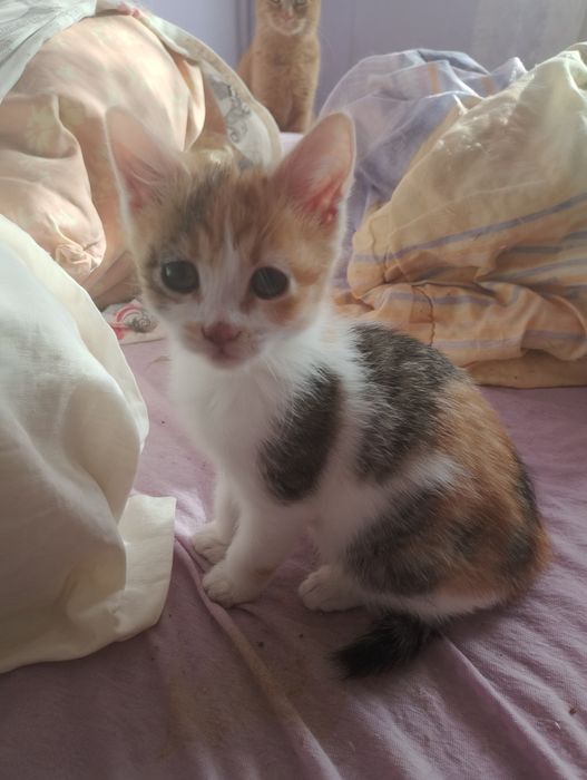 Подарявам котета