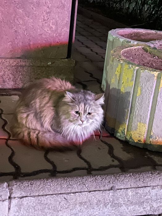 Кошка только ответственным людям