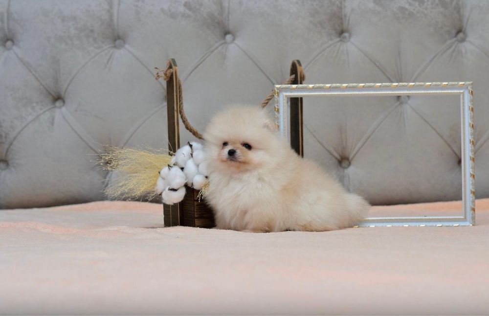 Pomeranian cu pedigree!