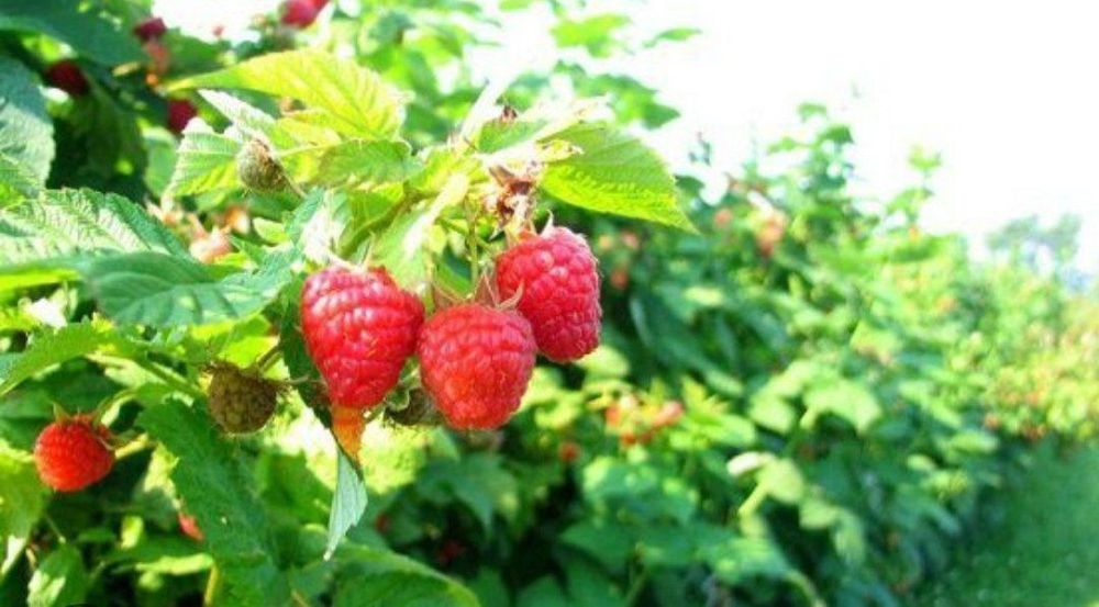 Малина кучат сотилади