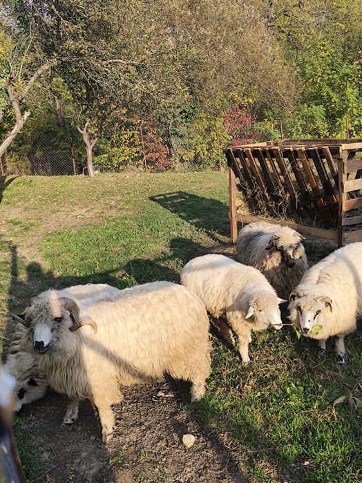 Mioare de vânzare