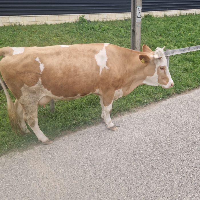 Vacă bălțată românească