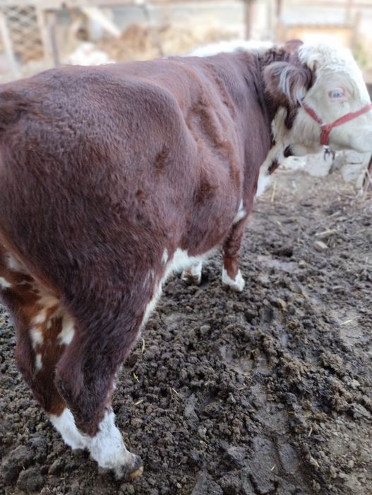 Srochna toza grefort buqalar sotiladi