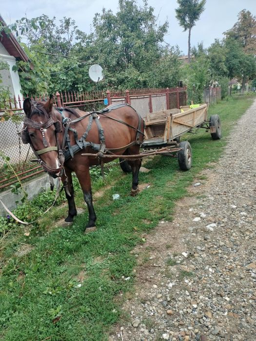 Iapa de vânzare în state bună
