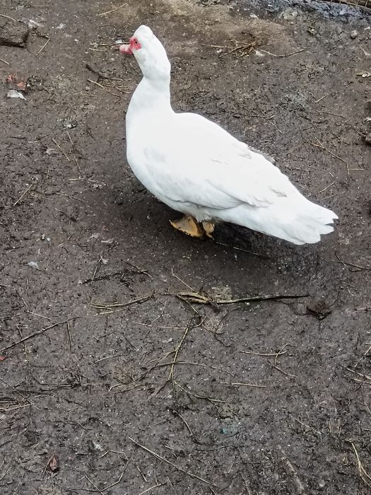 Vând rățoi de rață mută