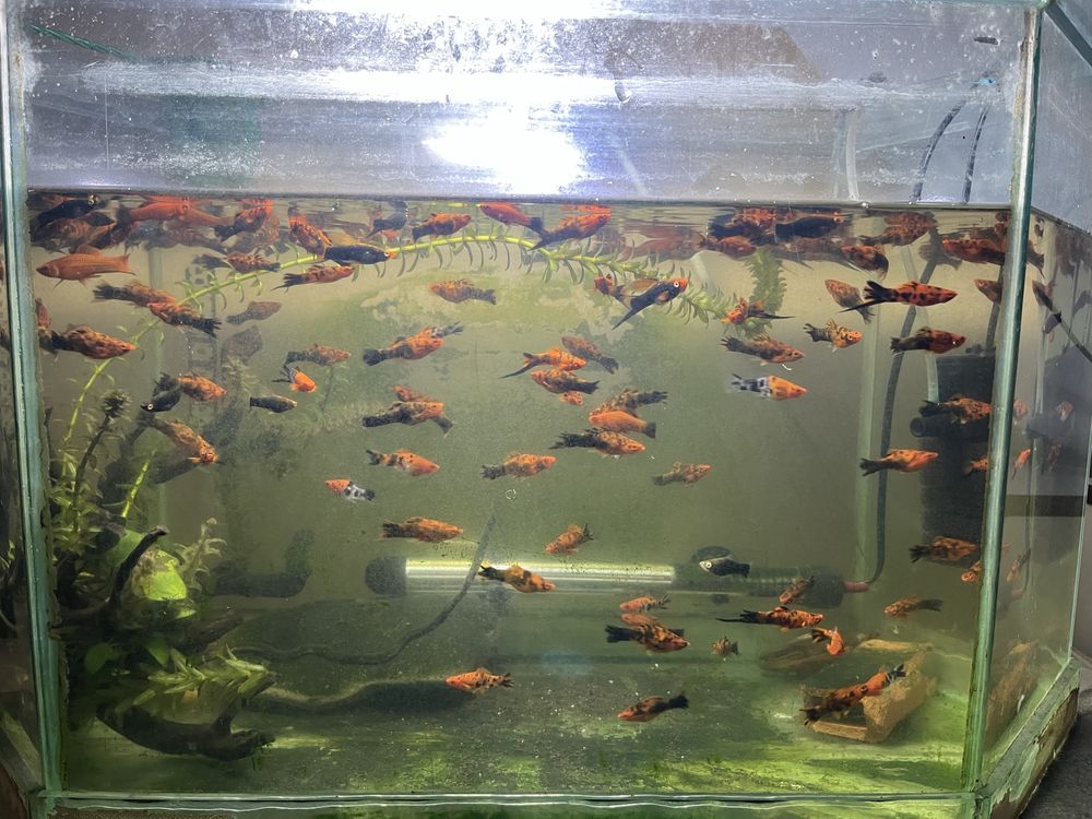Vand pui de pesti xifo