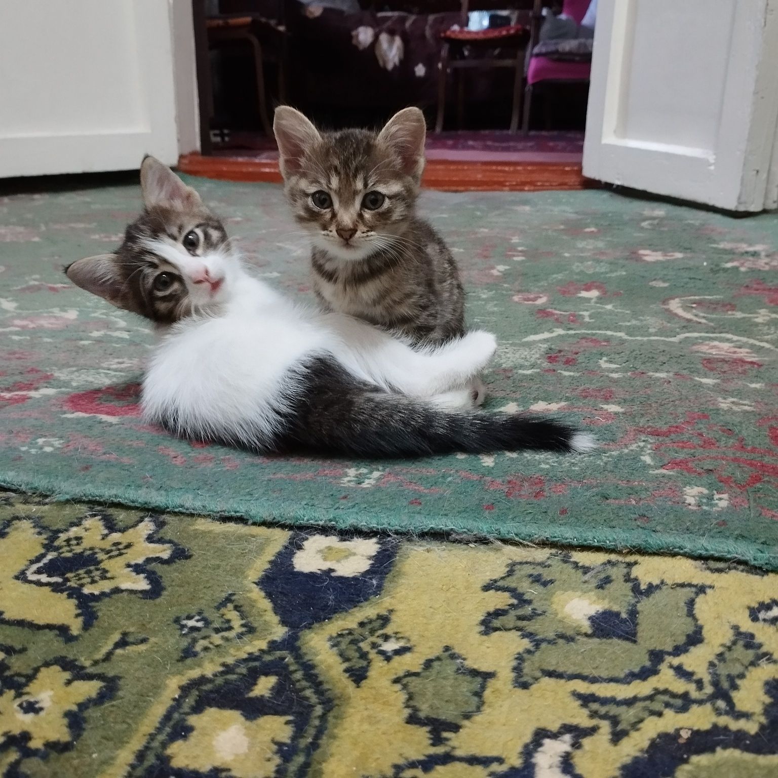 Котята бесплатно
