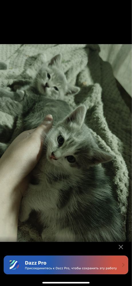 Кошка и её котята БЕСПЛАТНО