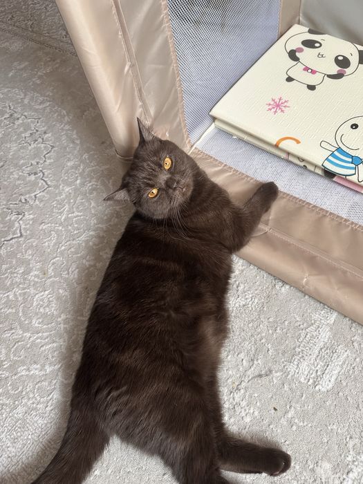 Британская кошка