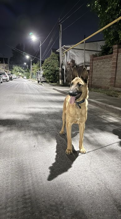 Бельгиская овчарка вязка