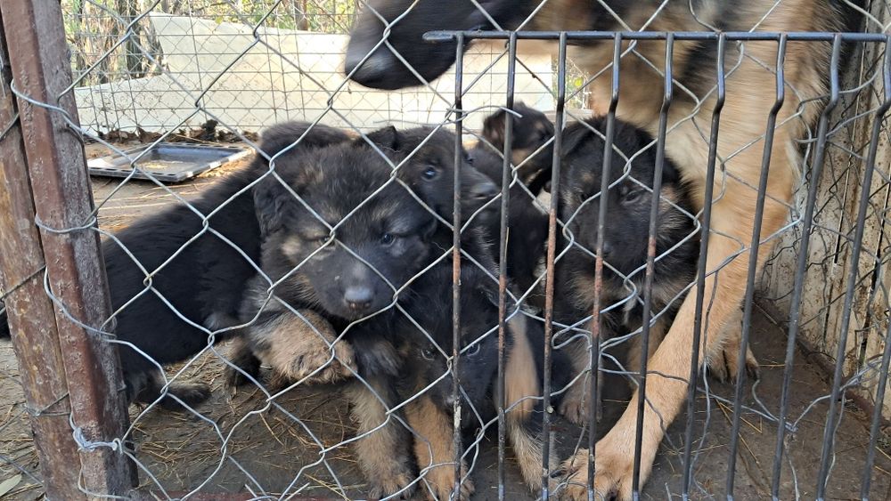 Pui Ciobanesc german