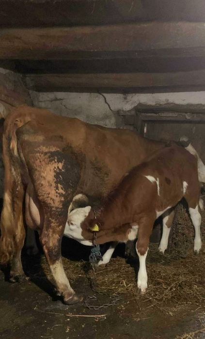 Vând 4 vaci baltate românești dintre care una are o vitea