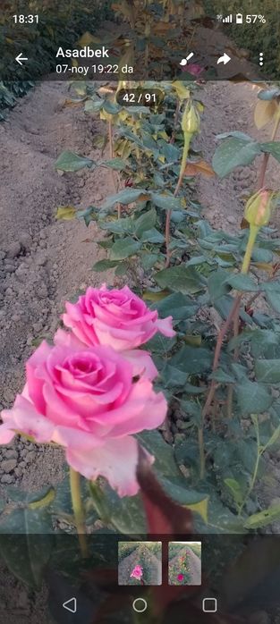 Кафолатлик Асартимент Атиргул Кучатлари СОТИЛАДИ