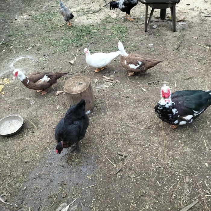 Rațe mute, găinușe