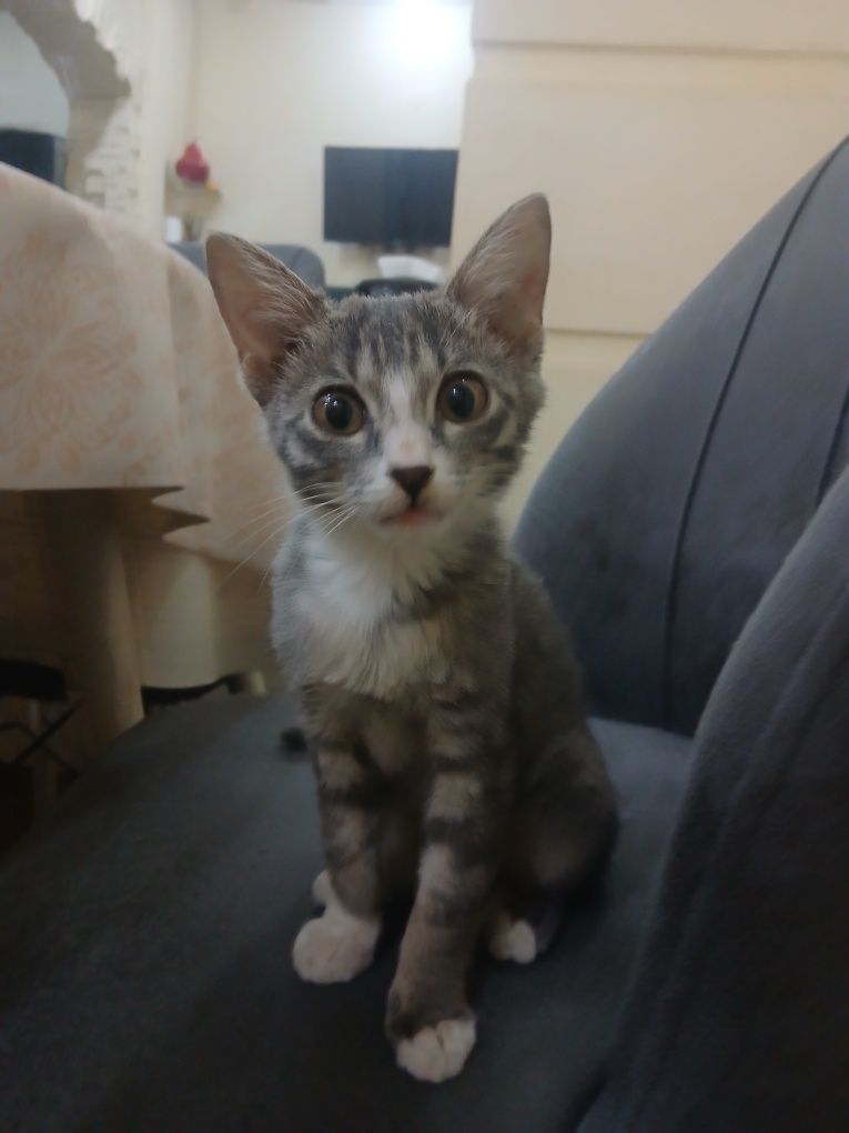 Кошка в добрые руки