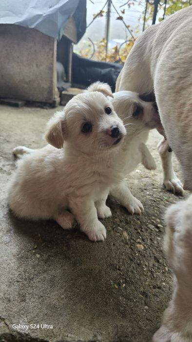 Подарявам женско кученце