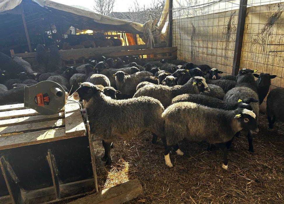 Miele romanov de vanzare