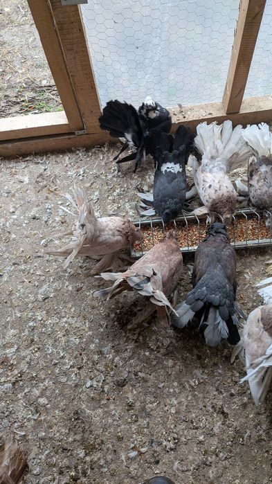 Vând porumbei voltați indieni