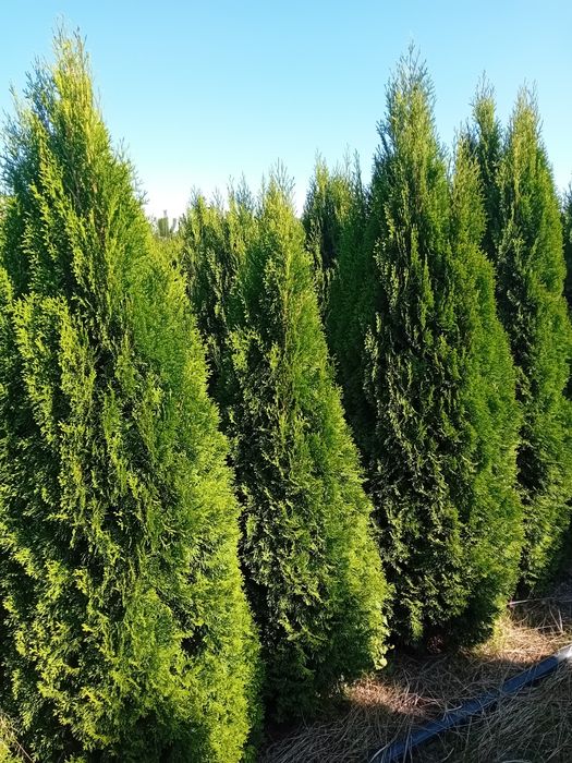 Vând tuia thuja smaragd