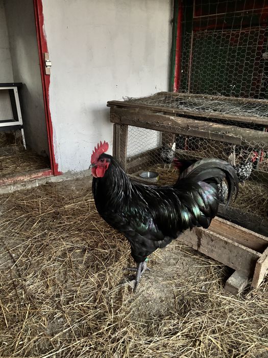 Precomenzi pentru puiisori/ouă de incubat Australorp Negru