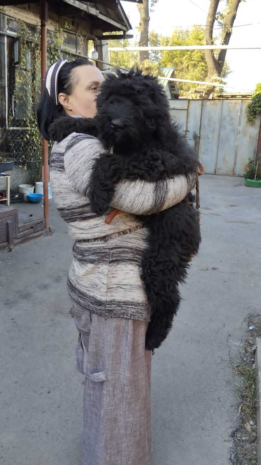 Продам щенка русского черного терьера