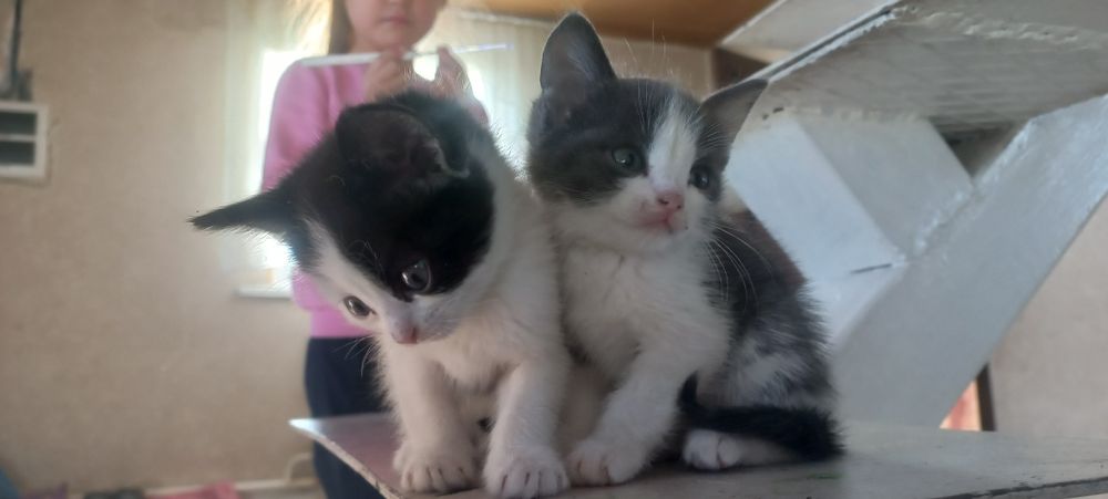 Отдам Котят в хорошие руки