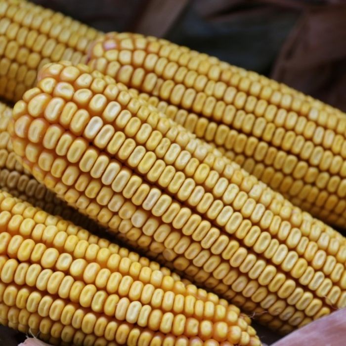 Porumb boabe productia 2024