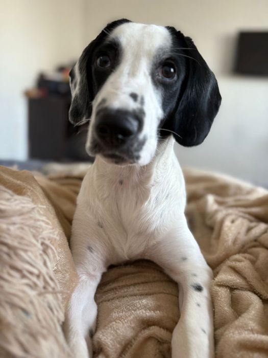 Отдам собаку сучка