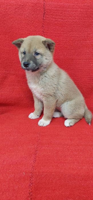 Шиба Ину Shiba inu