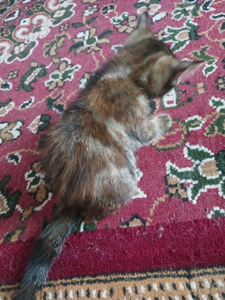 Aqilli mushukchalar