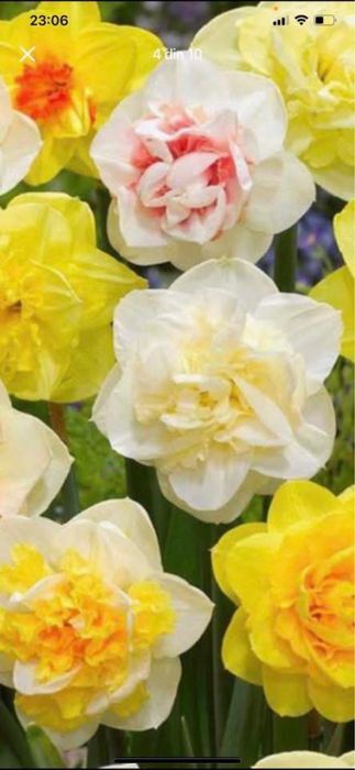 Bulbi de narcise 0,50 bsni buc