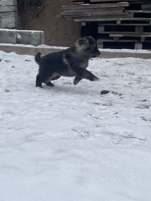 Отдам щенят ( сучки)