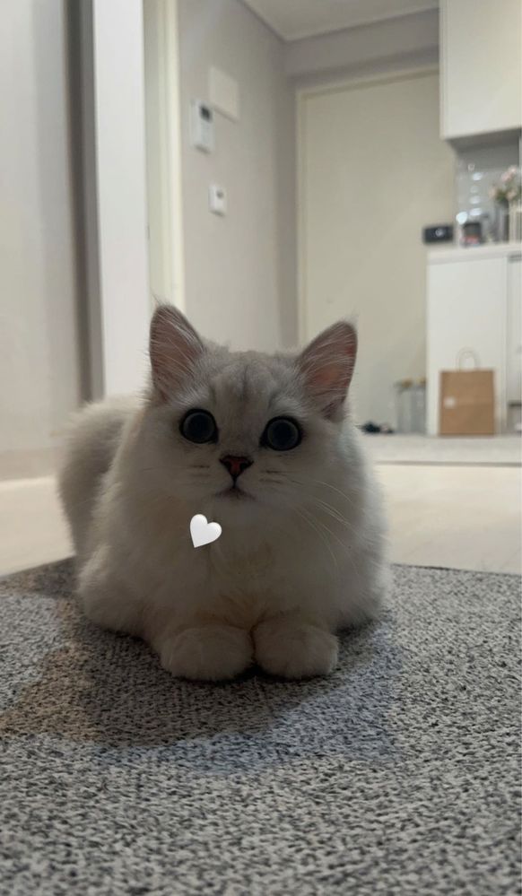 Продаются Котята Британская