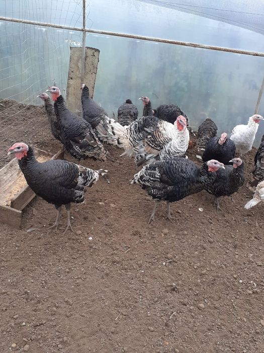 Curci și curcani  de vânzare               .