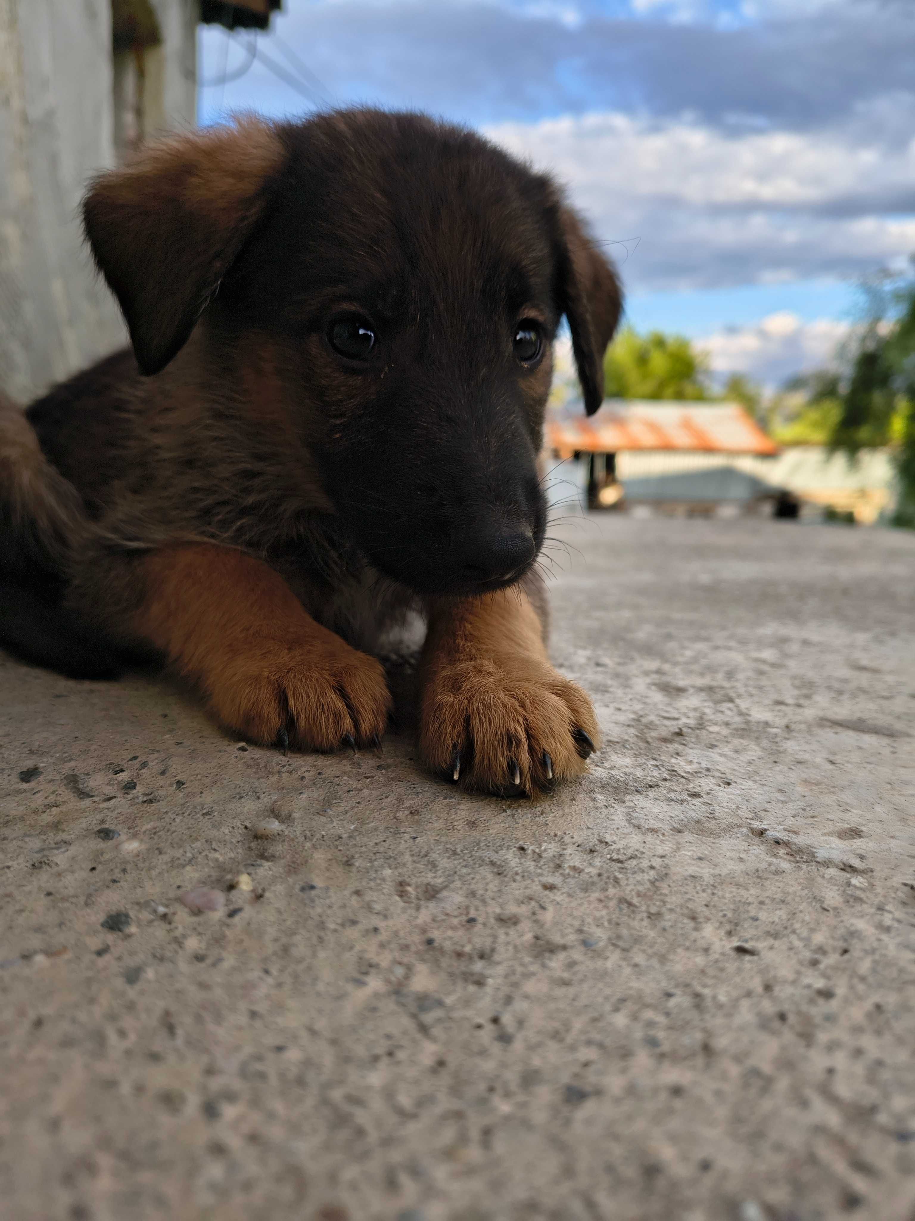 Cățeluș spre adoptie