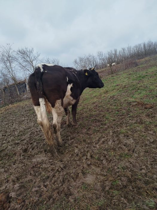 Vacă gestanta la a doua fătare