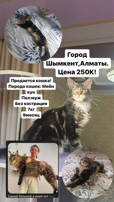 Кошка:Мейн-кун сатылады!