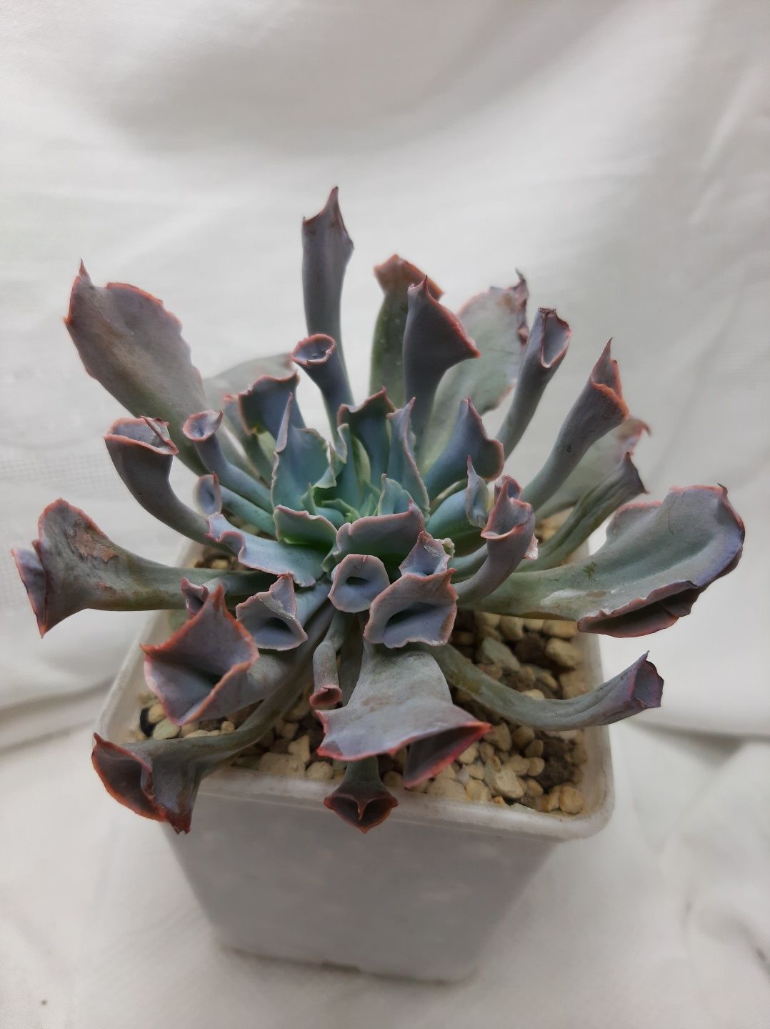 Echeveria (Эхеверии) розы пустыни, суккуленты из частной коллекции