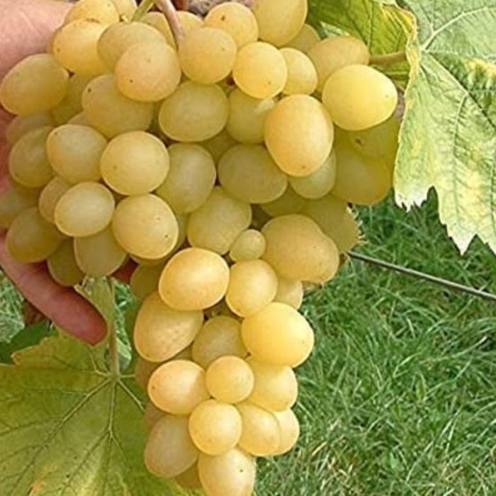 Struguri de masă și de vin\calitate excelentă