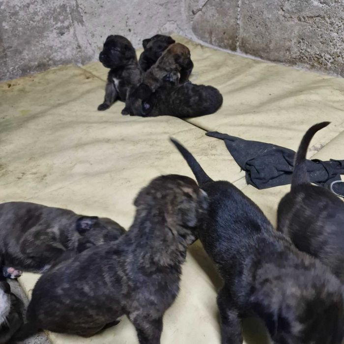 Кане корсо кученца