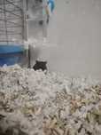 Donez gerbil mascul