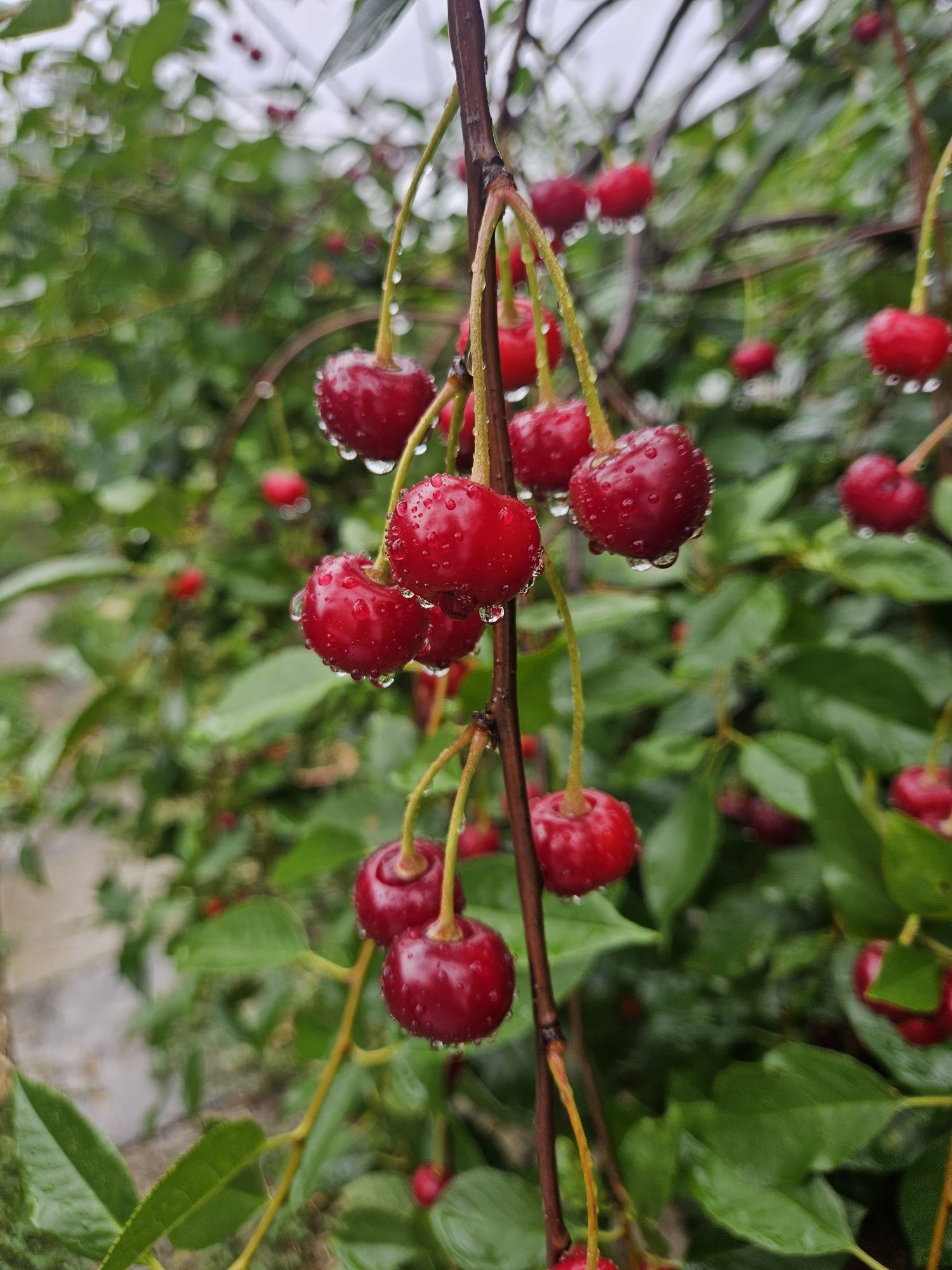 Продам дачная вишню