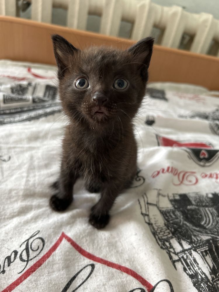 Котята бесплатно
