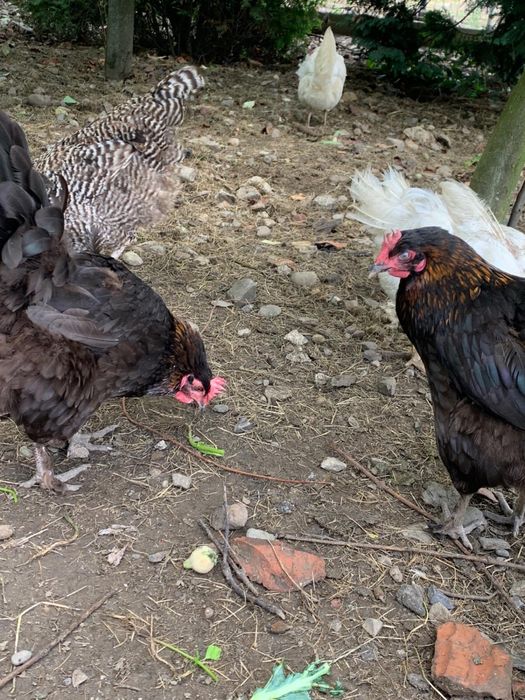 Vand 4 gaini si un cocos Marans